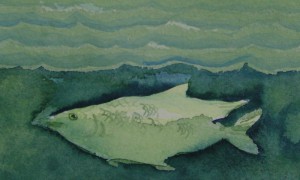 Fish Detail 2